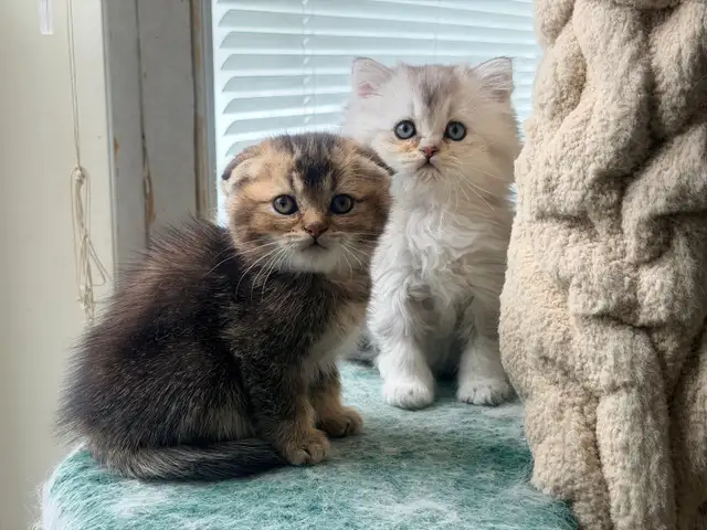 Scottish Fold & Straight Kittens (Two Boys) - Photo 5