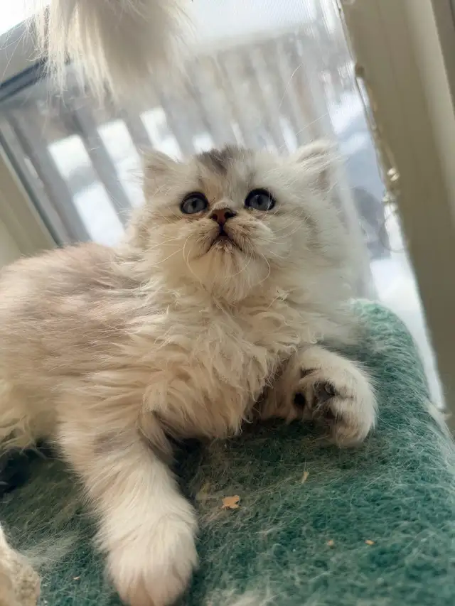 Scottish Fold & Straight Kittens (Two Boys) - Photo 6