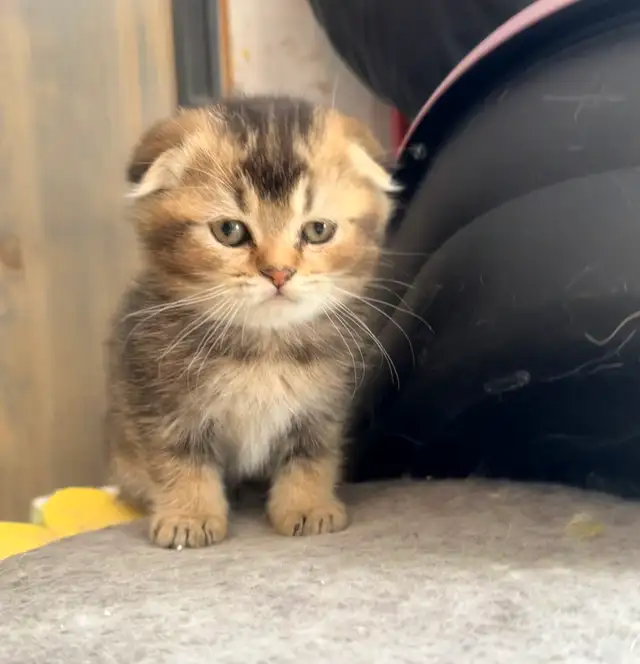 Scottish Fold & Straight Kittens (Two Boys) - Photo 7