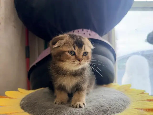Scottish Fold & Straight Kittens (Two Boys) - Photo 8