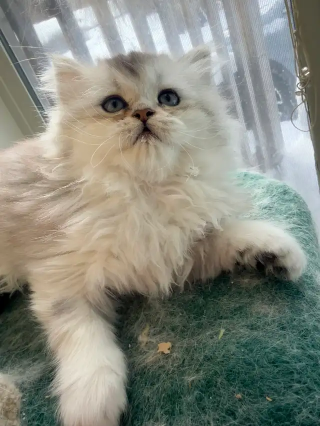 Scottish Fold & Straight Kittens (Two Boys) - Photo 9