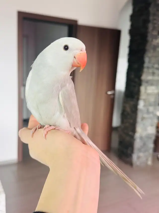 handtame and super friendly ringneck female