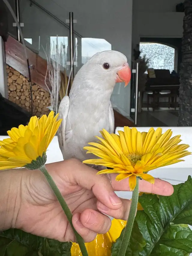 handtame and super friendly ringneck female - Photo 3