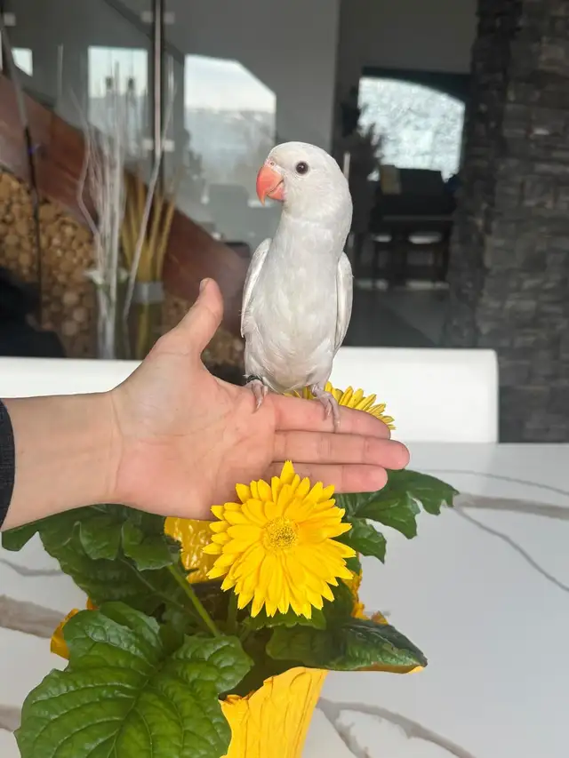 handtame and super friendly ringneck female - Photo 4