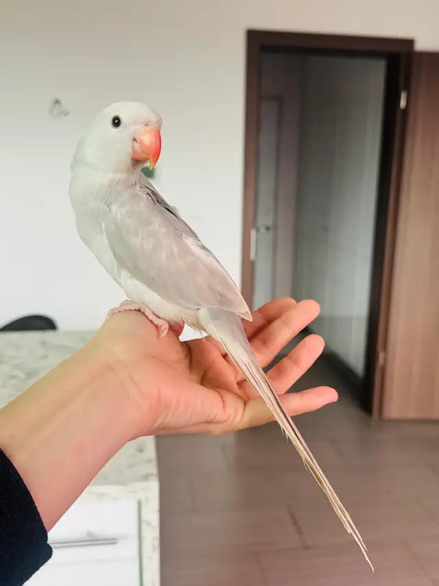 handtame and super friendly ringneck female - Photo 5