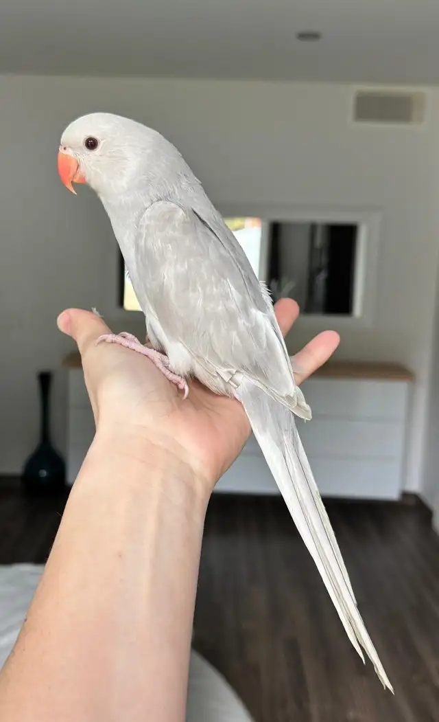 handtame and super friendly ringneck female - Photo 6