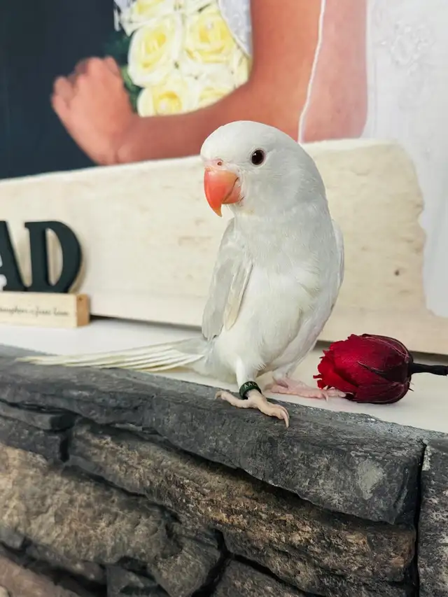 handtame and super friendly ringneck female - Photo 7