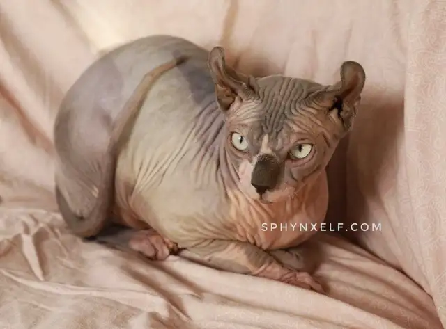 Calm Lovable Elegant Girl❤️