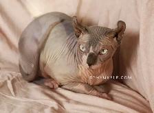 Calm Lovable Elegant Girl❤️