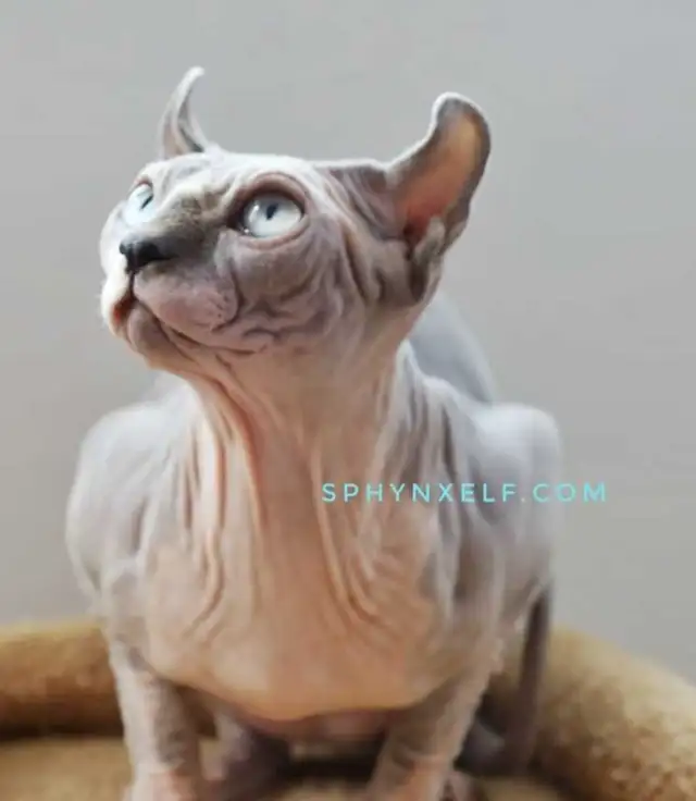 Calm Lovable Elegant Girl❤️ - Photo 6