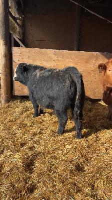 yearling simmental bull