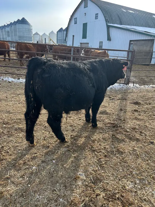 yearling simmental bull - Photo 2