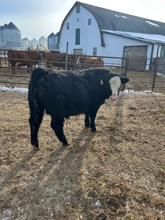 yearling simmental bull - Photo 3