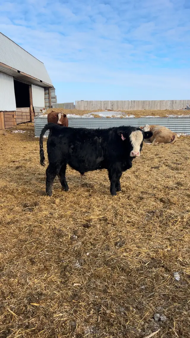 yearling simmental bull - Photo 4