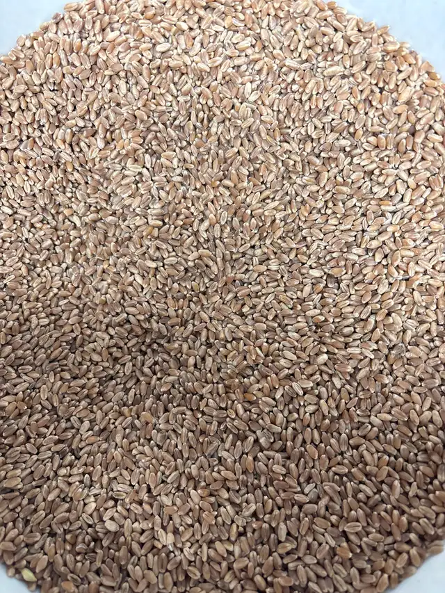 Clean large animal feed