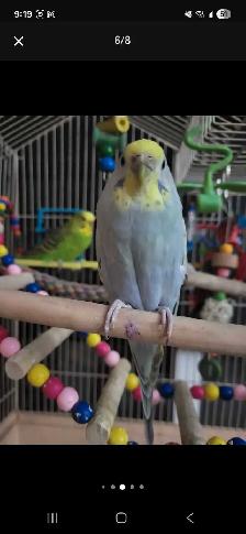 Bird Sitting - Photo 4