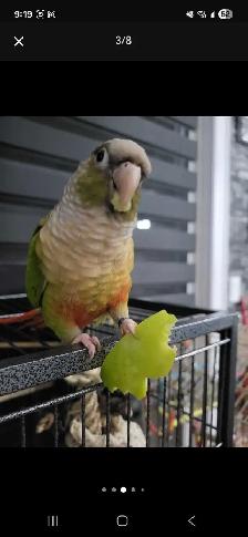 Bird Sitting - Photo 6