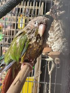 Bird Sitting - Photo 7