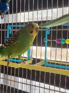 Bird Sitting - Photo 8