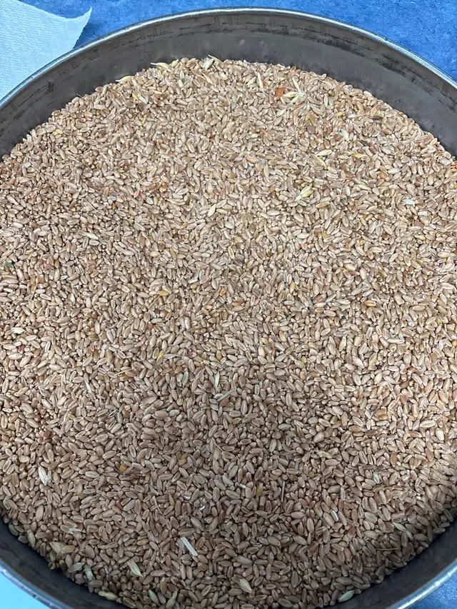 Clean chicken/bird feed