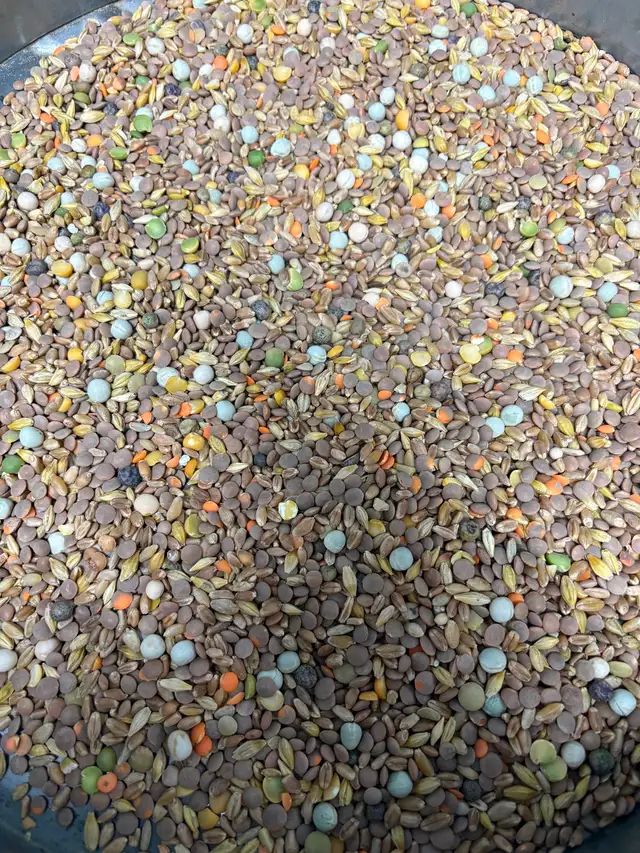 Clean chicken/bird feed - Photo 2