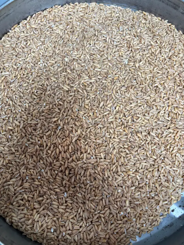 Clean chicken/bird feed - Photo 4