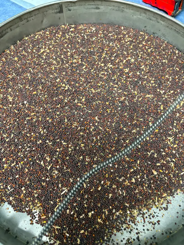 Clean chicken/bird feed - Photo 7