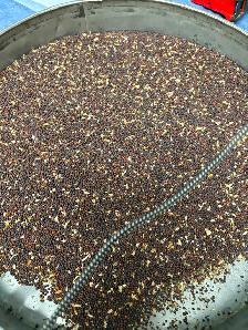 Clean chicken/bird feed - Photo 7