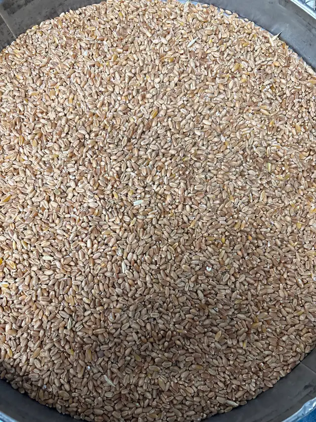 Clean chicken/bird feed - Photo 9