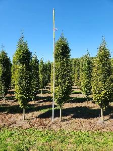 Ontario Grown Trees