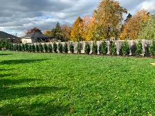 Ontario Grown Trees - Photo 3