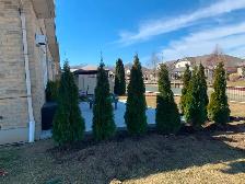 Ontario Grown Trees - Photo 5