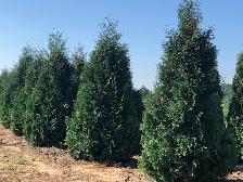 Ontario Grown Trees - Photo 6