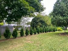 Ontario Grown Trees - Photo 7