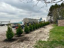 Ontario Grown Trees - Photo 8