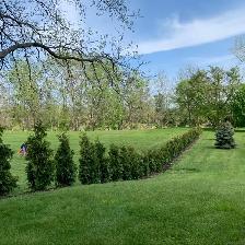 Ontario Grown Trees - Photo 9