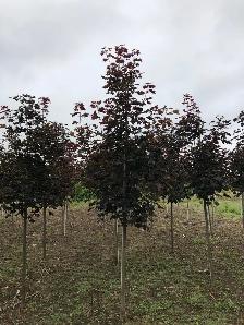 Ontario Grown Trees - Photo 10