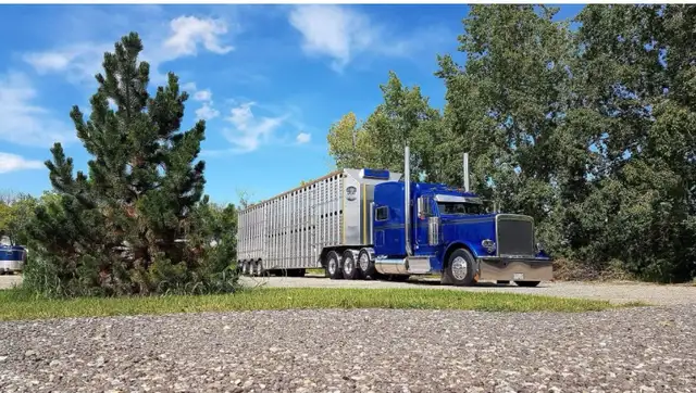 Experienced Cattle Hauler wanted - Photo 3