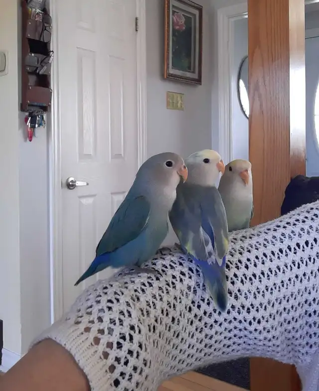 beaux bébés inséparables roseicollis nourrient à la main