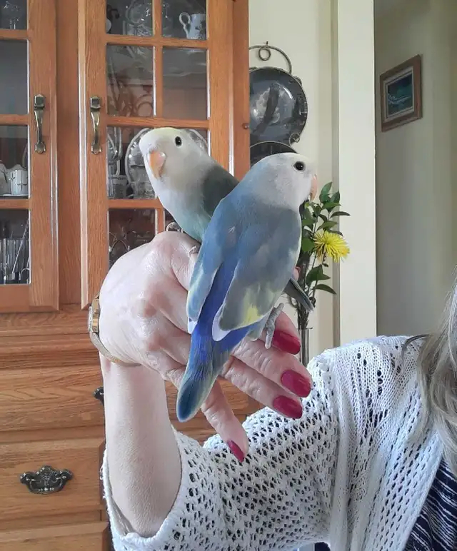 beaux bébés inséparables roseicollis nourrient à la main - Photo 2