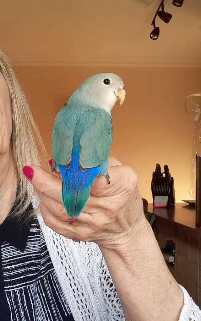 beaux bébés inséparables roseicollis nourrient à la main - Photo 4