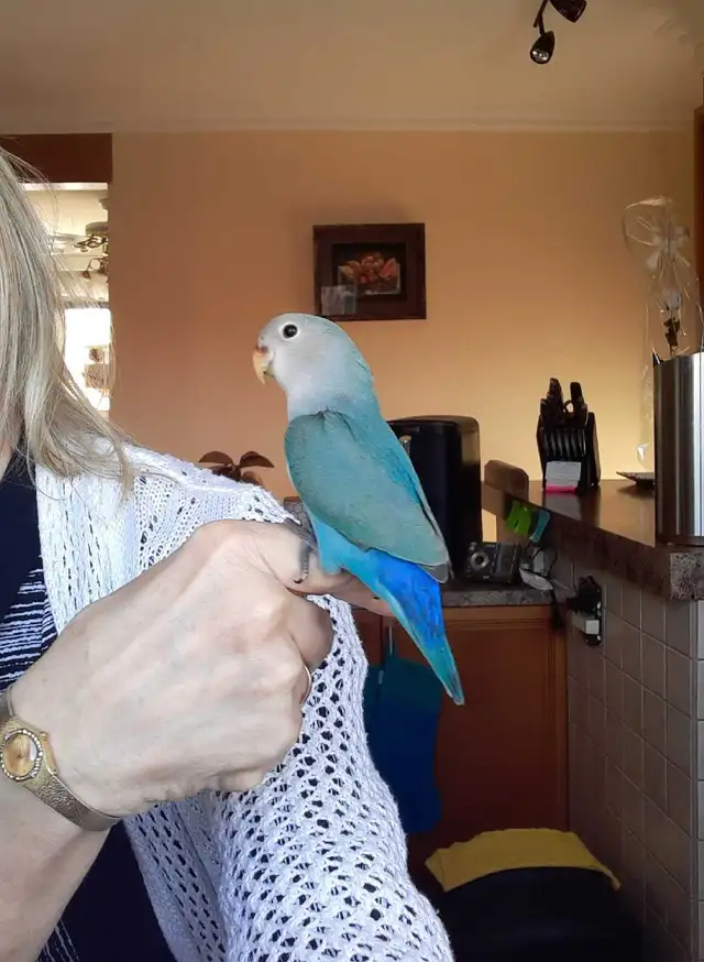 beaux bébés inséparables roseicollis nourrient à la main - Photo 5