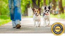 Dogs Walker