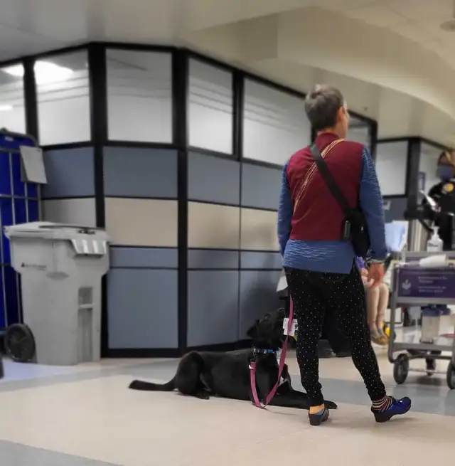 PROFESSIONAL SERVICE DOG TRAINER/Fully Trained or Owner Trained - Photo 3