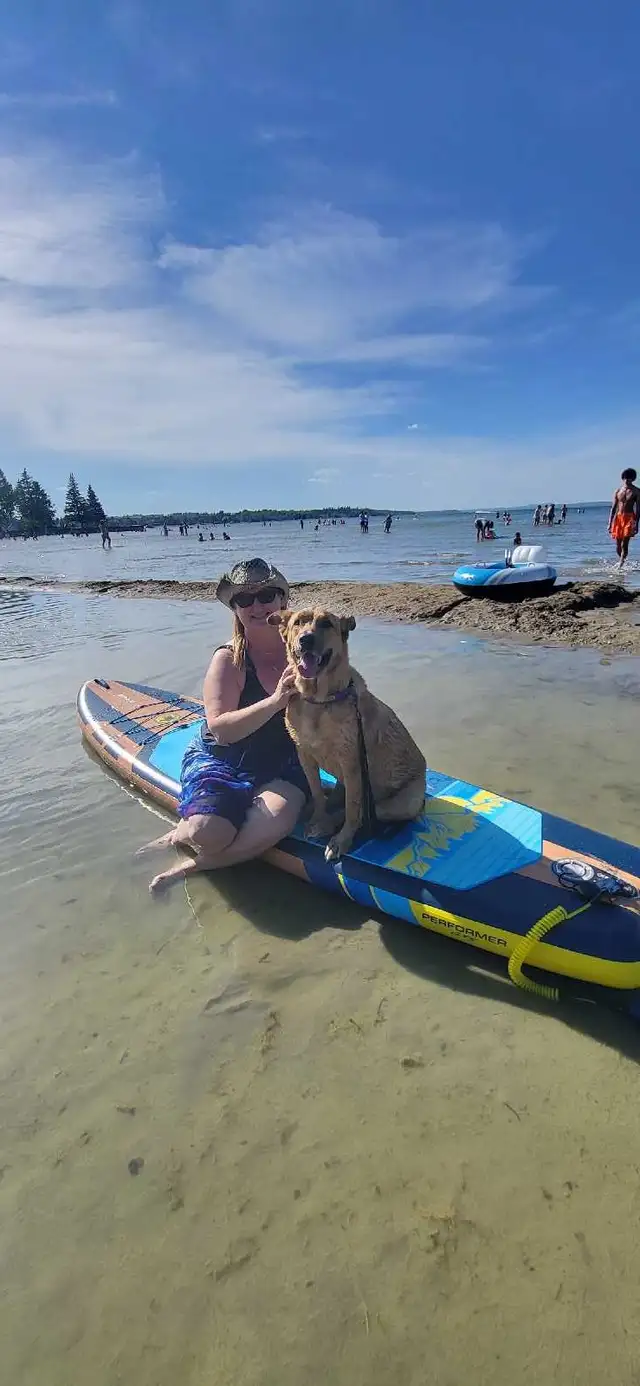 PROFESSIONAL SERVICE DOG TRAINER/Fully Trained or Owner Trained - Photo 4