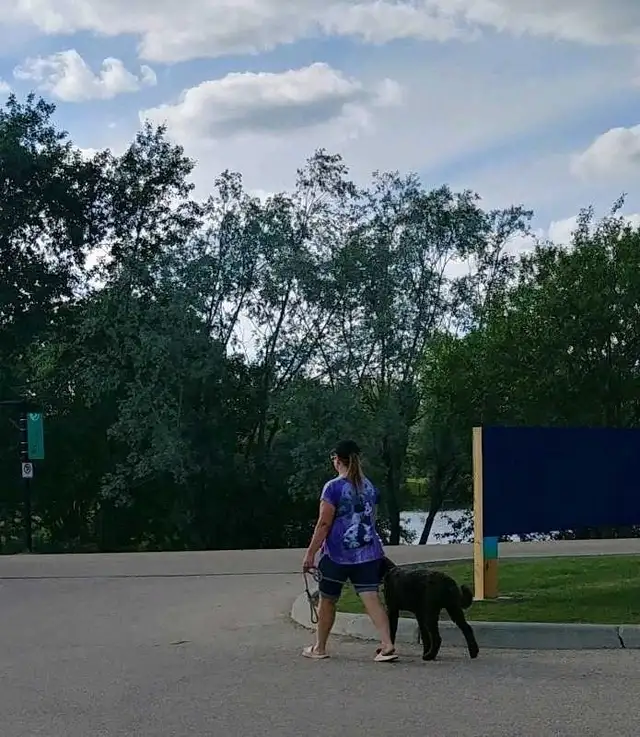 PROFESSIONAL SERVICE DOG TRAINER/Fully Trained or Owner Trained - Photo 6