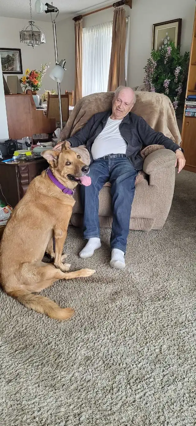 PROFESSIONAL SERVICE DOG TRAINER/Fully Trained or Owner Trained - Photo 7