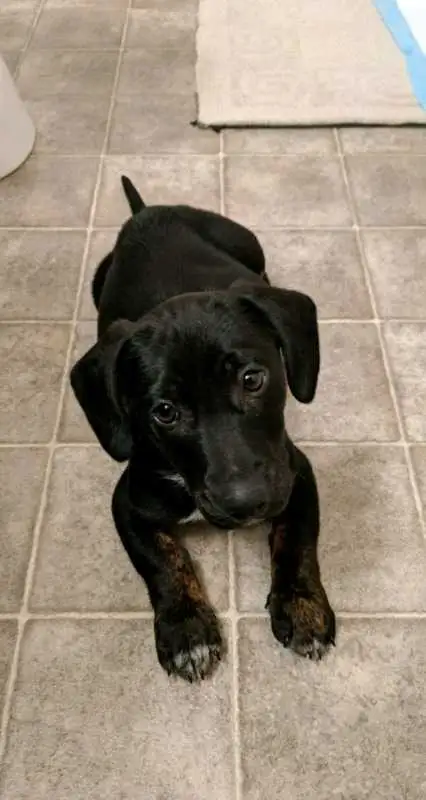 PROFESSIONAL SERVICE DOG TRAINER/Fully Trained or Owner Trained - Photo 8