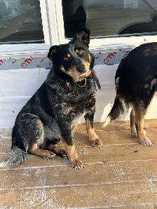 Blue Heeler - Photo 2