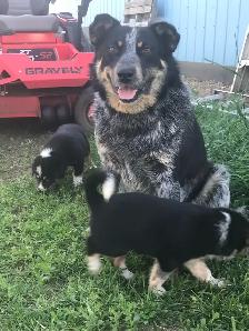 Blue Heeler - Photo 3